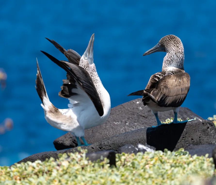 Aves piqueros de patas azules en las Islas Galápagos