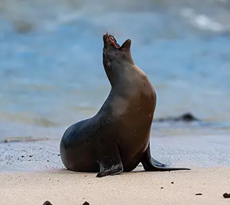 Mapa de las islas Galápagos con San Cristóbal señalado